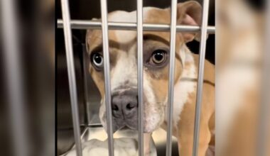 Overlooked Shelter Pup Thought She Was Going Home — Then Her Adopter Didn't Show