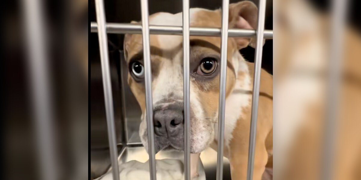 Overlooked Shelter Pup Thought She Was Going Home — Then Her Adopter Didn't Show