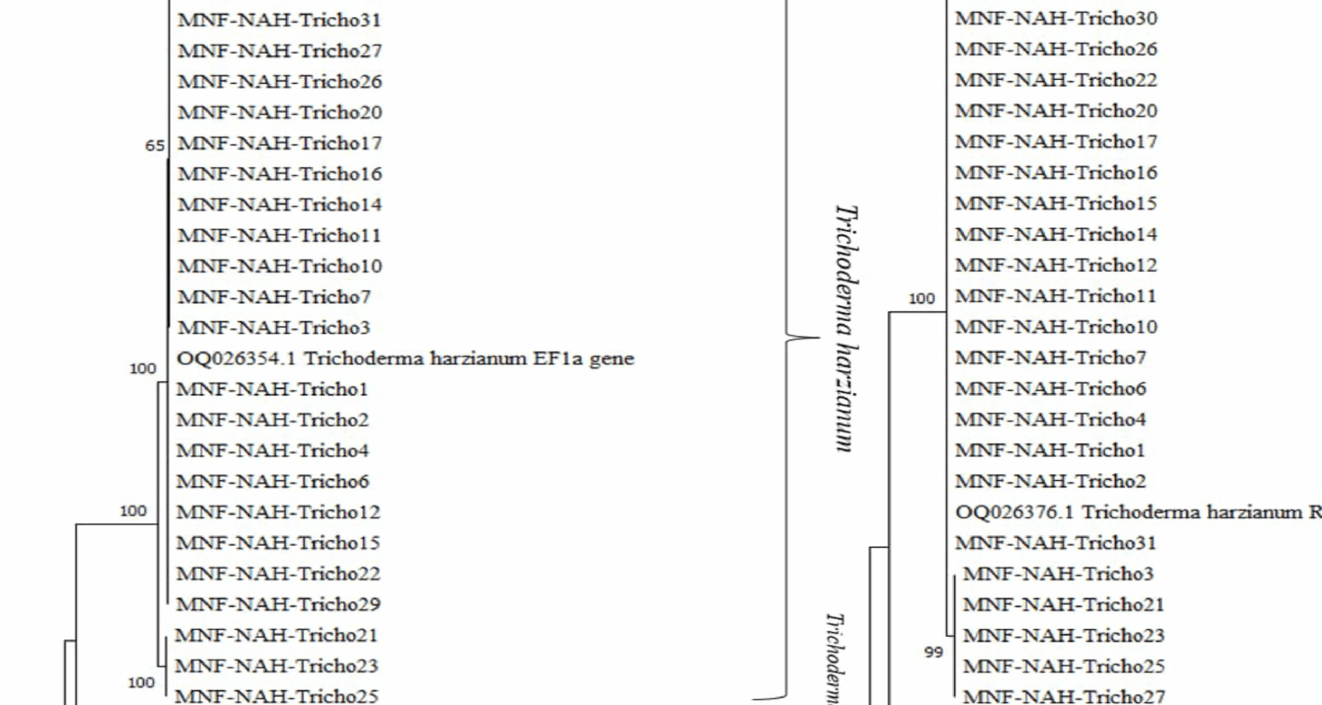 Multilocus identification and genetic enhancement of Trichoderma spp. for entomopathogenic activity against Spodoptera littoralis | Microbial Cell Factories