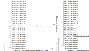 Multilocus identification and genetic enhancement of Trichoderma spp. for entomopathogenic activity against Spodoptera littoralis | Microbial Cell Factories