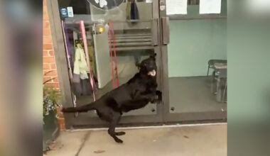 Dog With World's Best Job Explodes With Excitement When He Arrives At Work