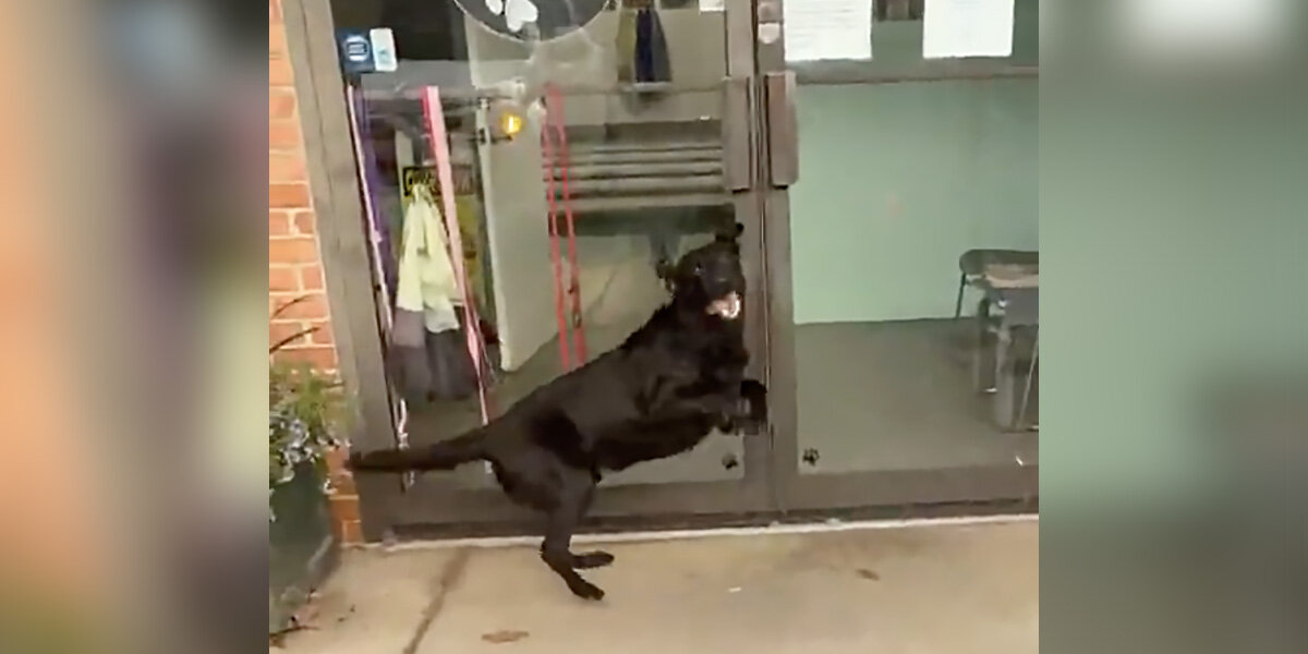 Dog With World's Best Job Explodes With Excitement When He Arrives At Work