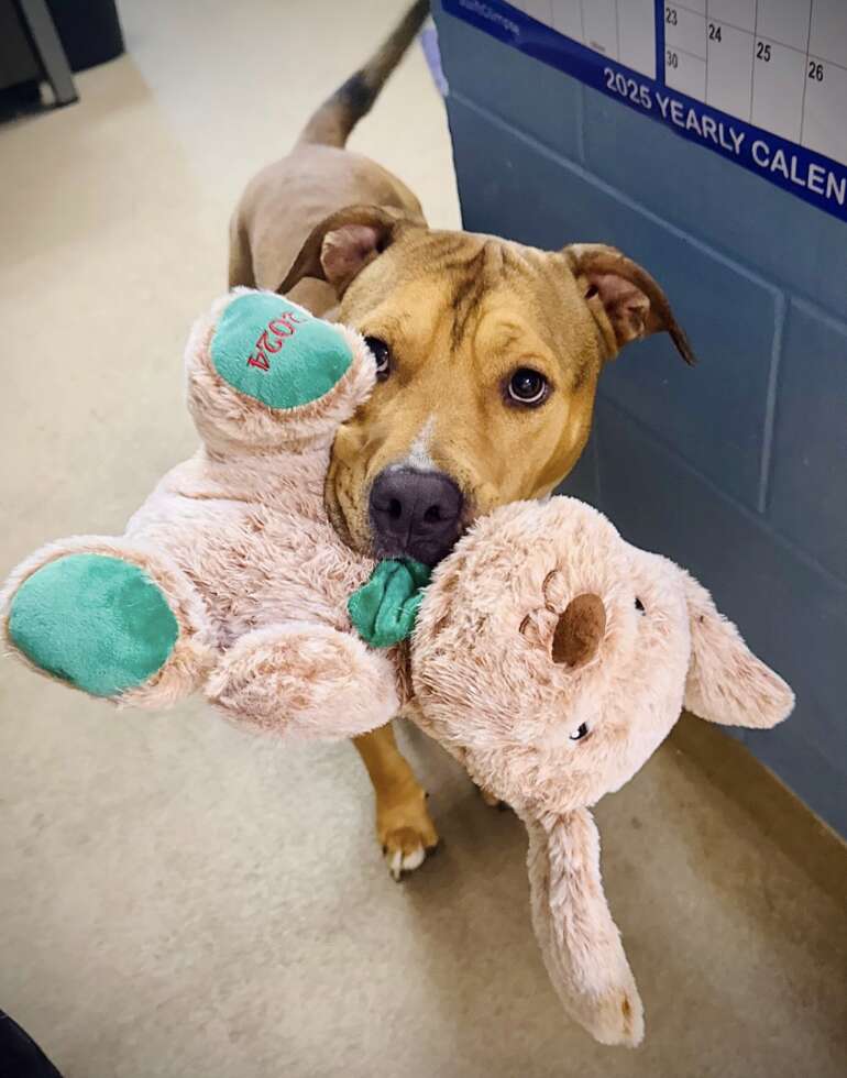 dog holding stuffed animal 