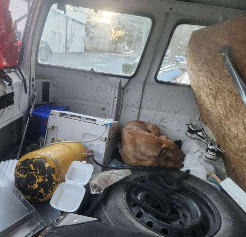dog in car 