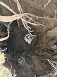 Family Playing Fetch With Dog Is Shocked When He Suddenly Vanishes