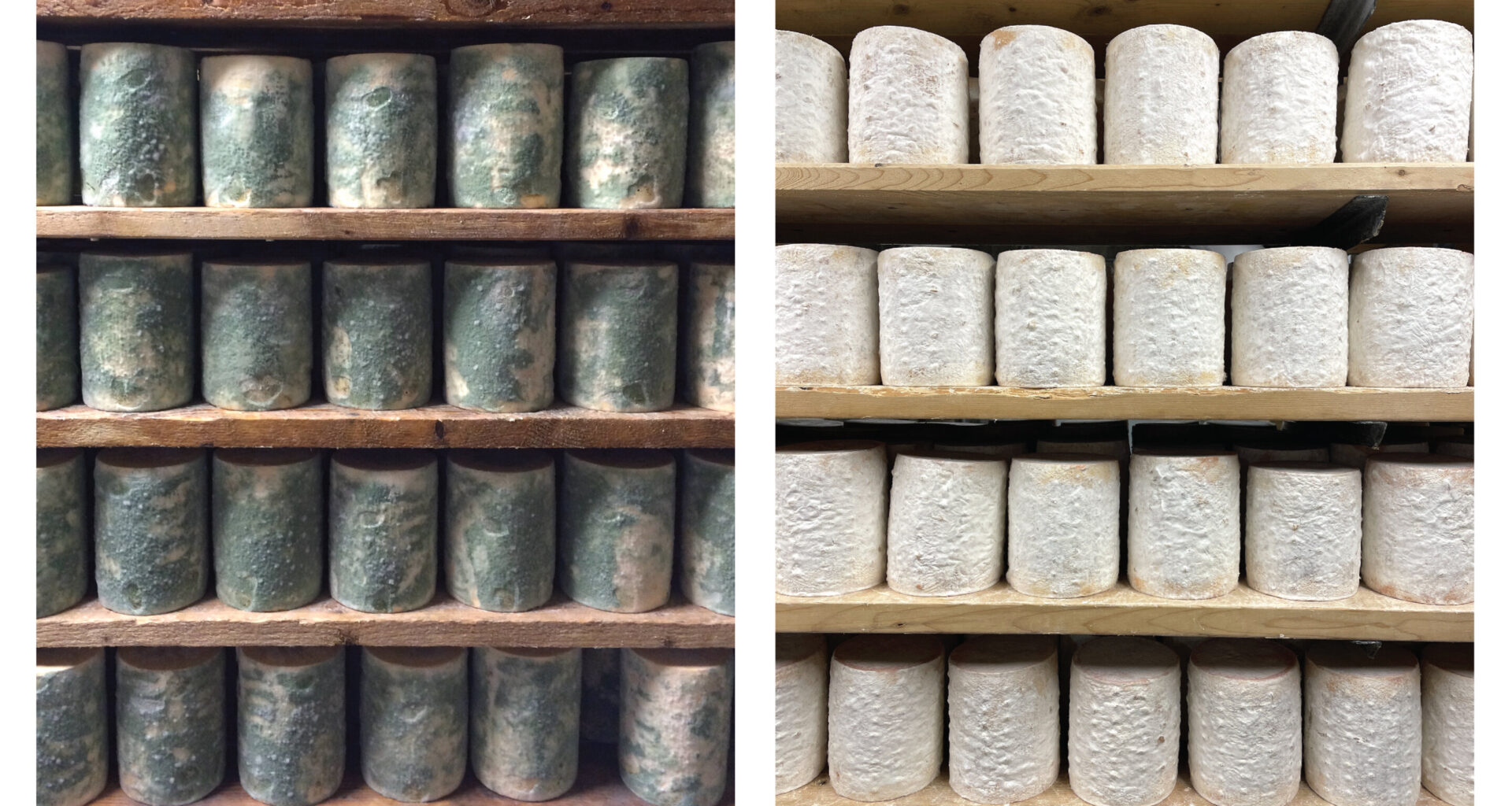 Cheese cave fungi reveal how genetic mutations drive rapid evolutionary change