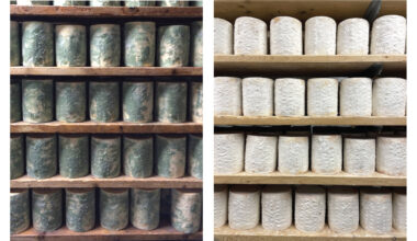 Cheese cave fungi reveal how genetic mutations drive rapid evolutionary change