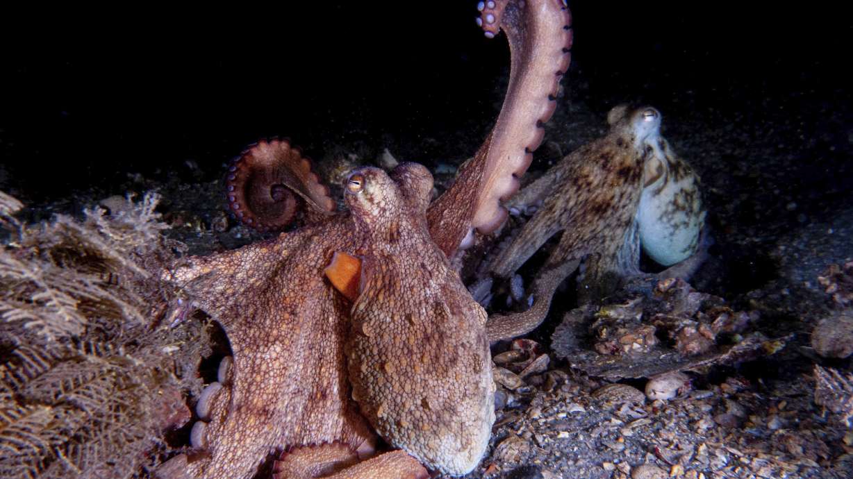 How to use 8 arms? Octopuses tend to explore with their 'front limbs'