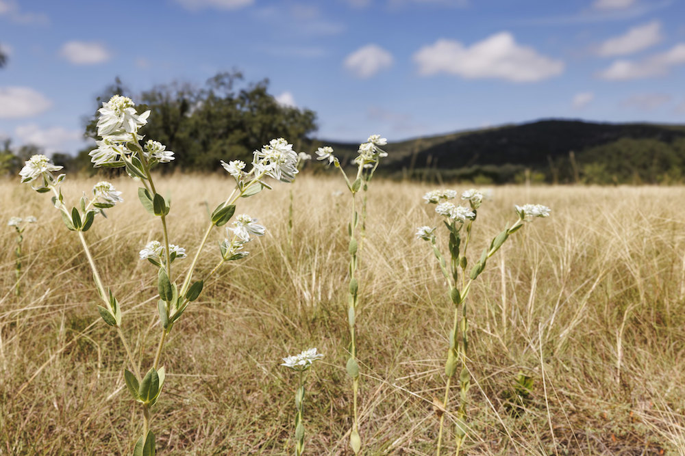 25 amazing state parks within driving distance of San Antonio