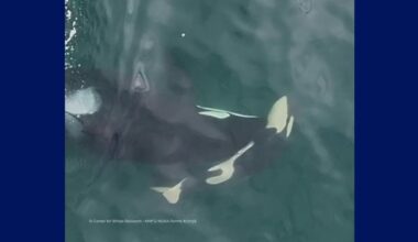 Southern resident orca pushes dead calf through WA waters