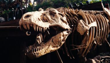 Want to hear dinosaurs 'sing'? These instruments bring prehistory back to life