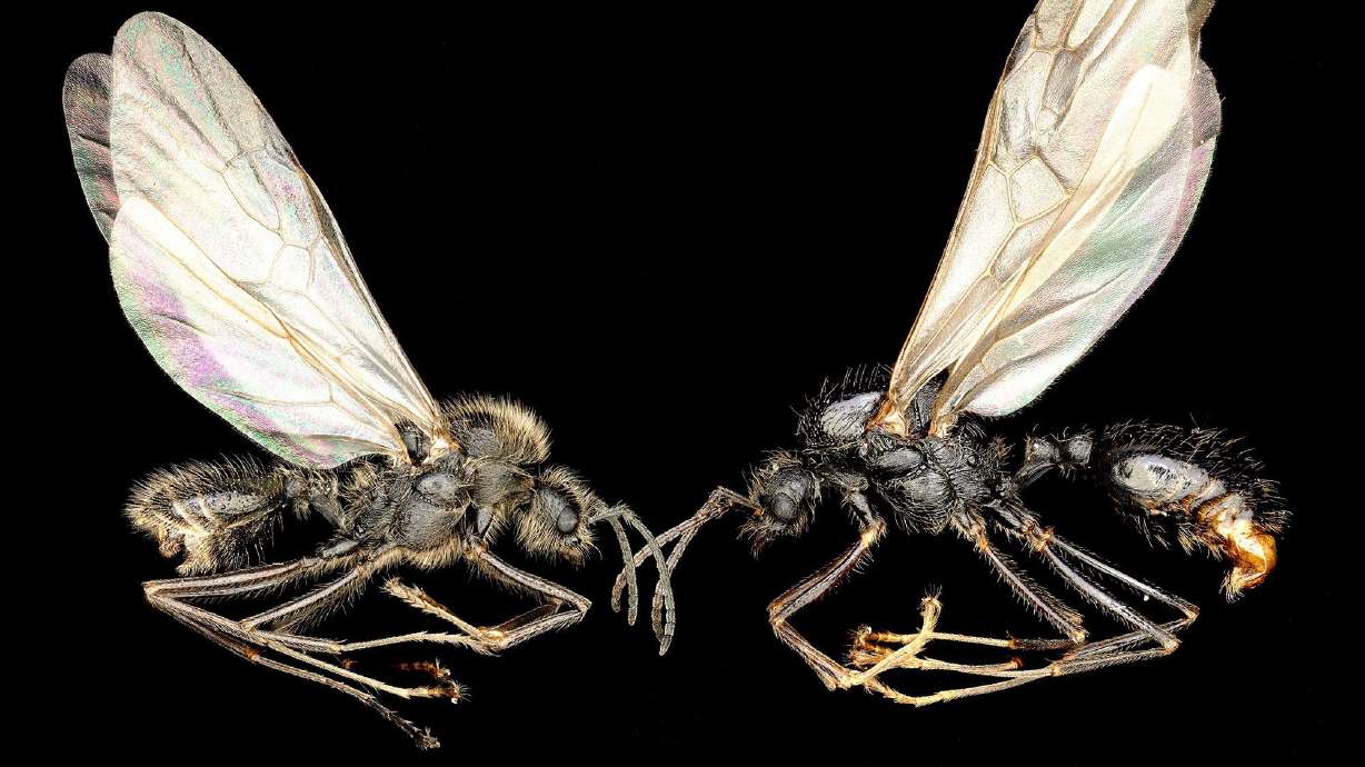 Ant queen gives birth to 2 different species