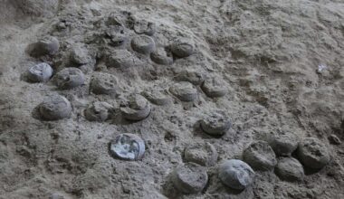 Dinosaur eggs from China could be around 86 million years old, according to 'atomic clock' dating