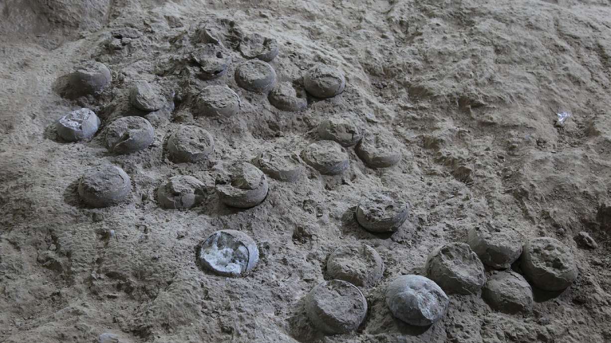 Dinosaur eggs from China could be around 86 million years old, according to 'atomic clock' dating