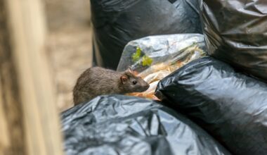 NYC Rats Have Nightlife and a Language All Their Own