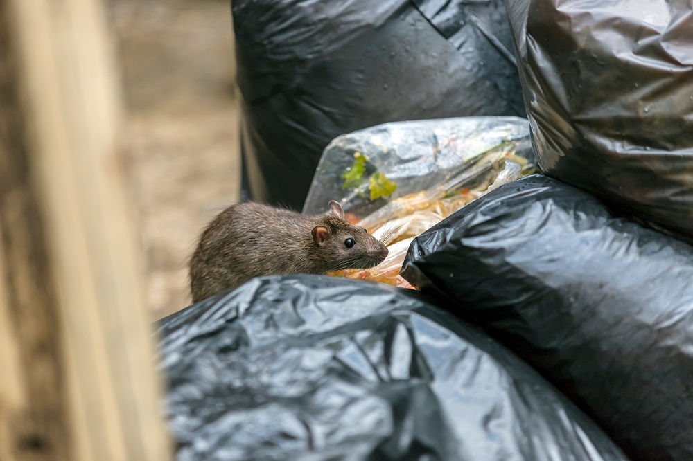 NYC Rats Have Nightlife and a Language All Their Own