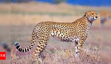 In a first in Kuno, cheetah dies in clash with leopard | India News