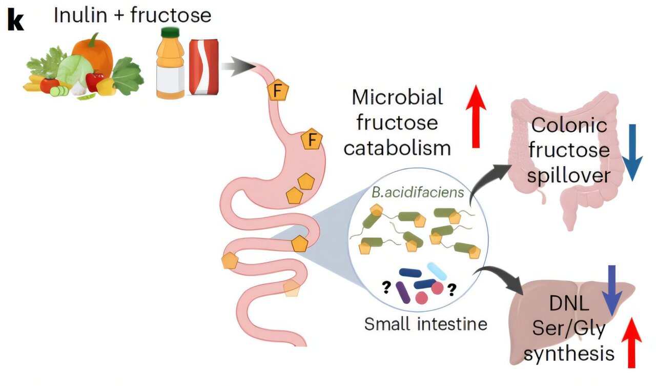 Understanding how dietary fiber improves metabolic health