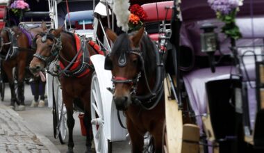 NYC Mayor Eric Adams calls for carriage horse ban
