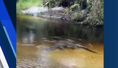 ‘He was ready to hurt someone:’ Large gator approaching people and pets in popular swimming area