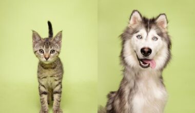 Fur Friday: Adoption is love in action