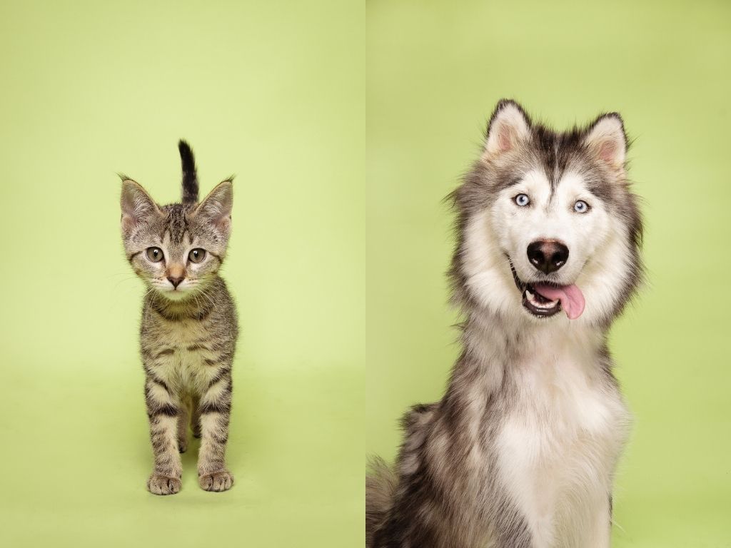 Fur Friday: Adoption is love in action