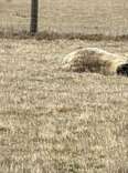 Rescuer Feels 'Sick' When She Sees Sheep Collapsed — Then She Realizes The Truth