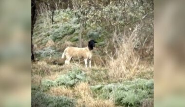 Hiker Calls For Help When He Spots 'Strange-Looking Kangaroo’ In National Park