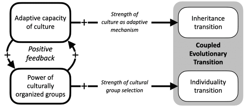 Diagram illustrating how culture can drive adaptation