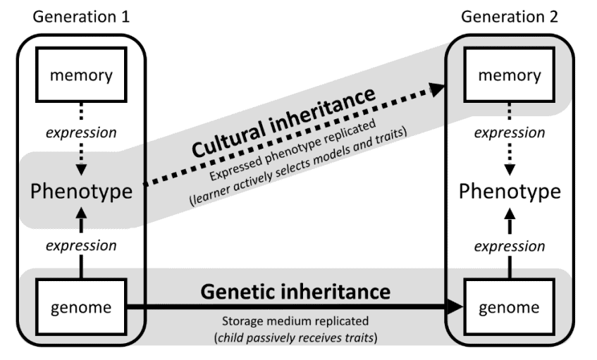 Diagram illustration how cultural inheritance passes between generations and is different from genetic inheritance