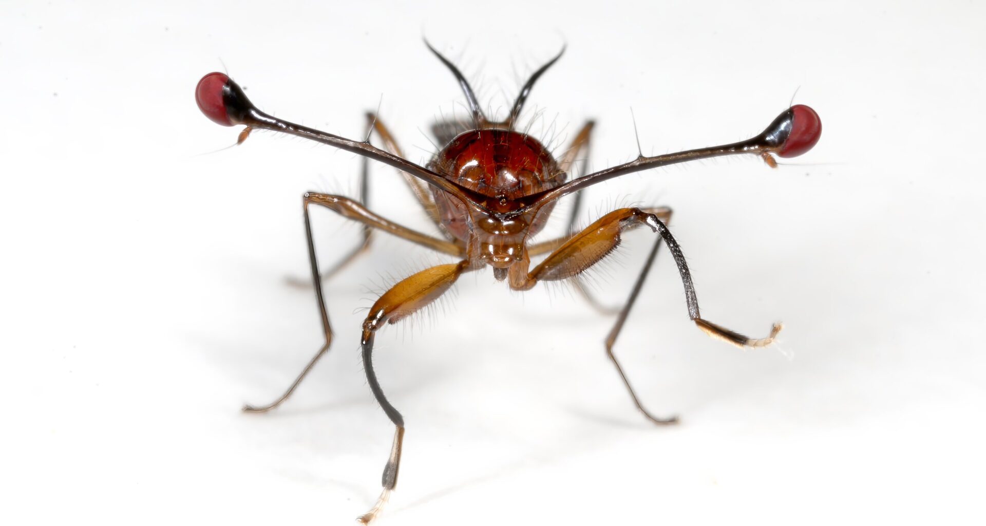 How harnessing the 'selfish gene' could control harmful insect populations