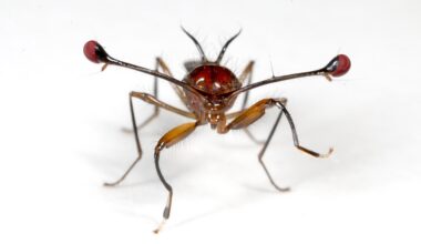 How harnessing the 'selfish gene' could control harmful insect populations