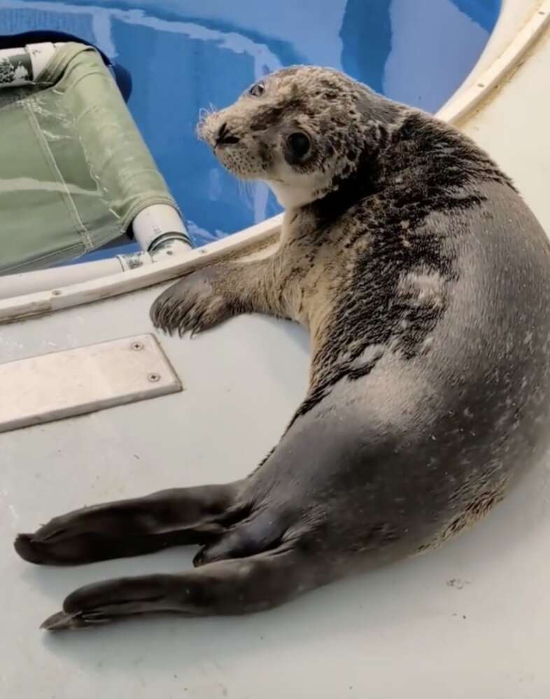 baby seal 