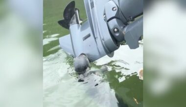 Boaters See Gray Blob On Engine And Realize It’s A Baby Trying To Nurse
