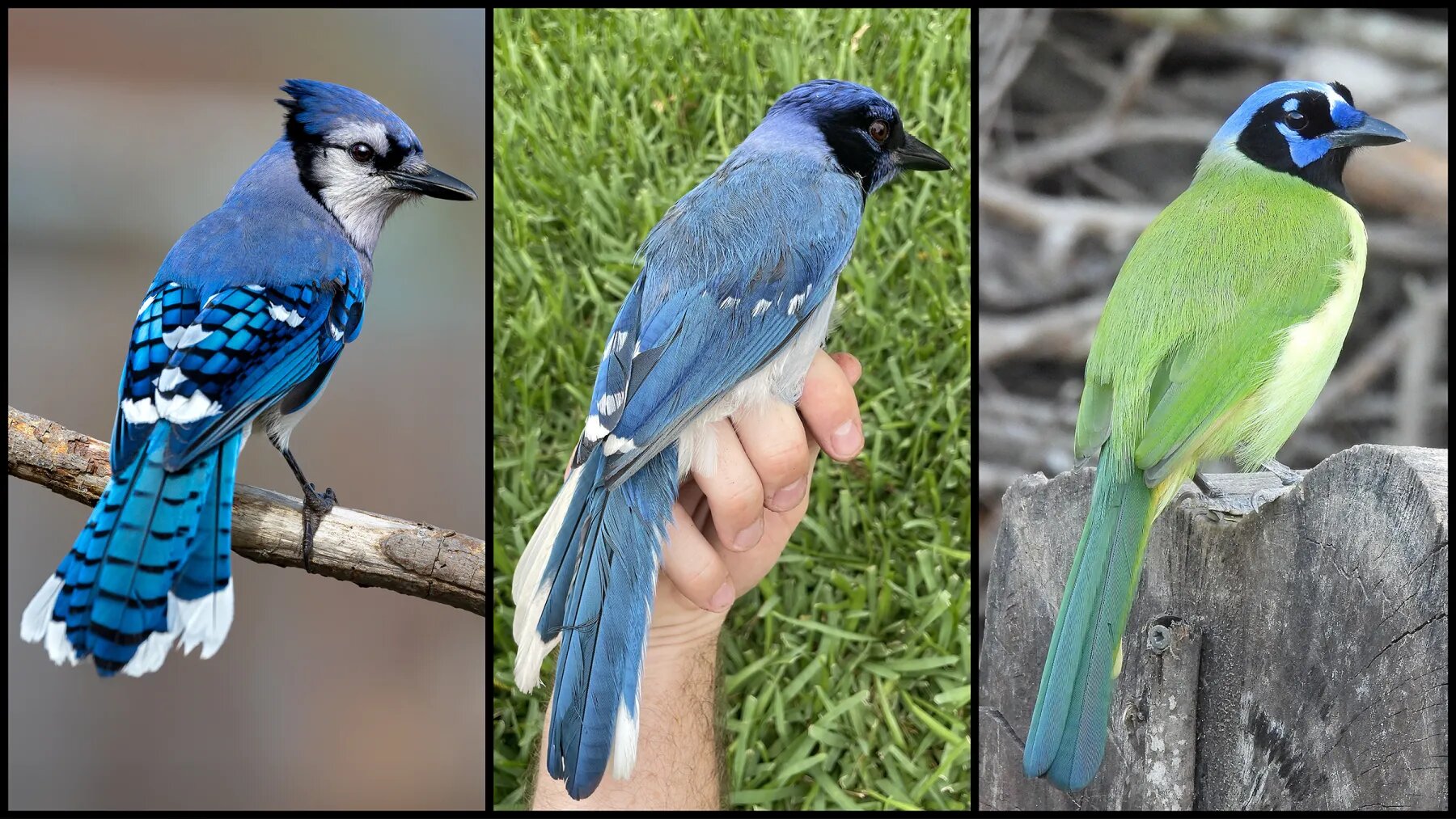 A grue jay? Rare hybrid bird identified in Texas
