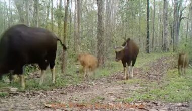 Trail Cams Leave Park Officials Elated as Rare Gaur Seen Thriving in Forest–World's Largest Bovine
