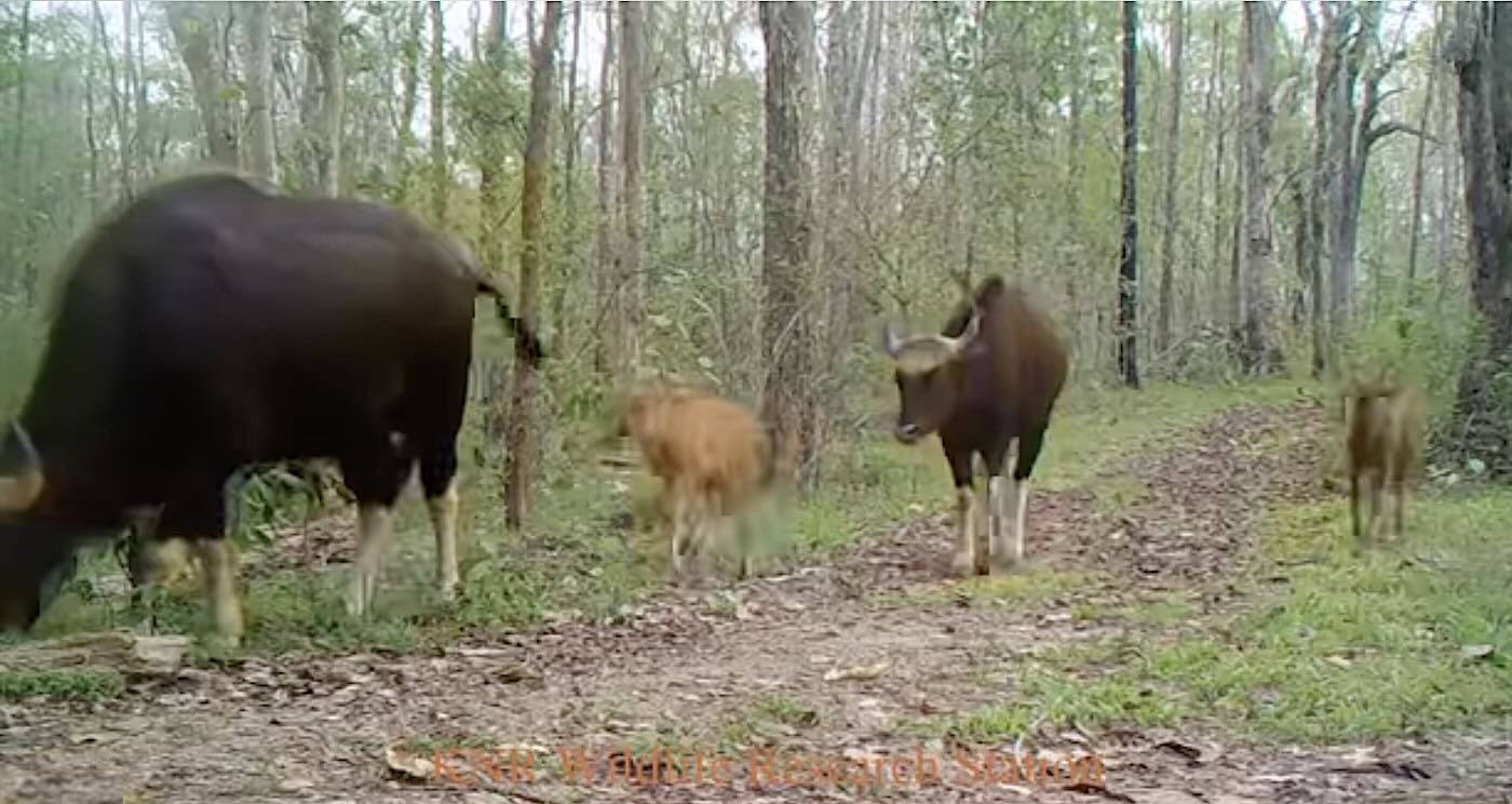 Trail Cams Leave Park Officials Elated as Rare Gaur Seen Thriving in Forest–World's Largest Bovine