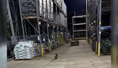 Lowe's Worker Hears A Strange Noise — Then Realizes A Little Animal Is Following Him