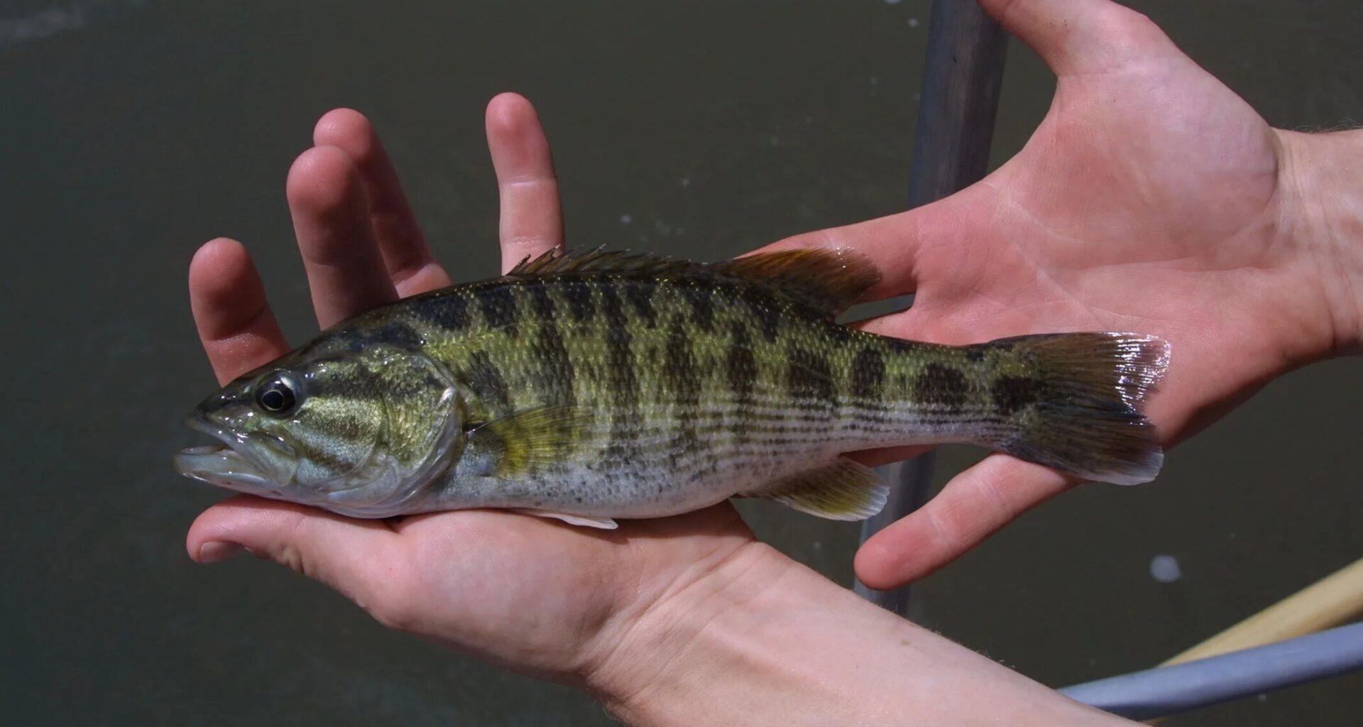 Ecologists document two new species of bass