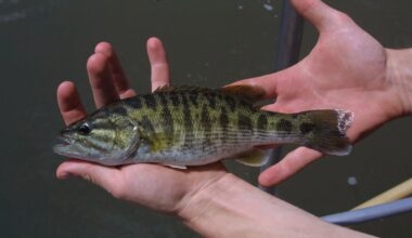 Ecologists document two new species of bass