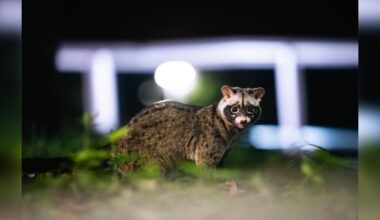 This Wide-Eyed Animal Owns The Night — And One Photographer Stays Up To Catch It All