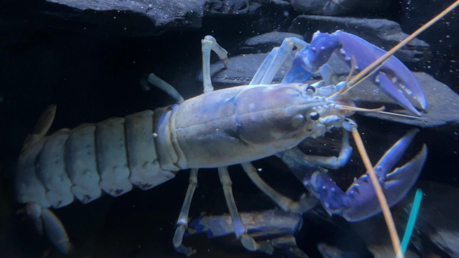 A blue crayfish or lobster underwater, highlighting its prominent claws, long antennae and segmented body.