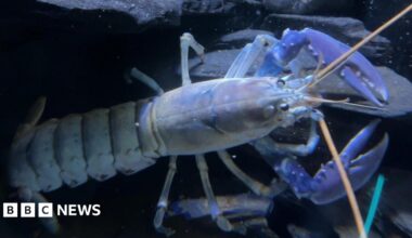 A blue crayfish or lobster underwater, highlighting its prominent claws, long antennae and segmented body.