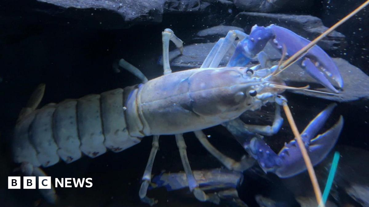 A blue crayfish or lobster underwater, highlighting its prominent claws, long antennae and segmented body.
