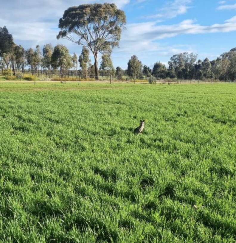 kangaroo in field 