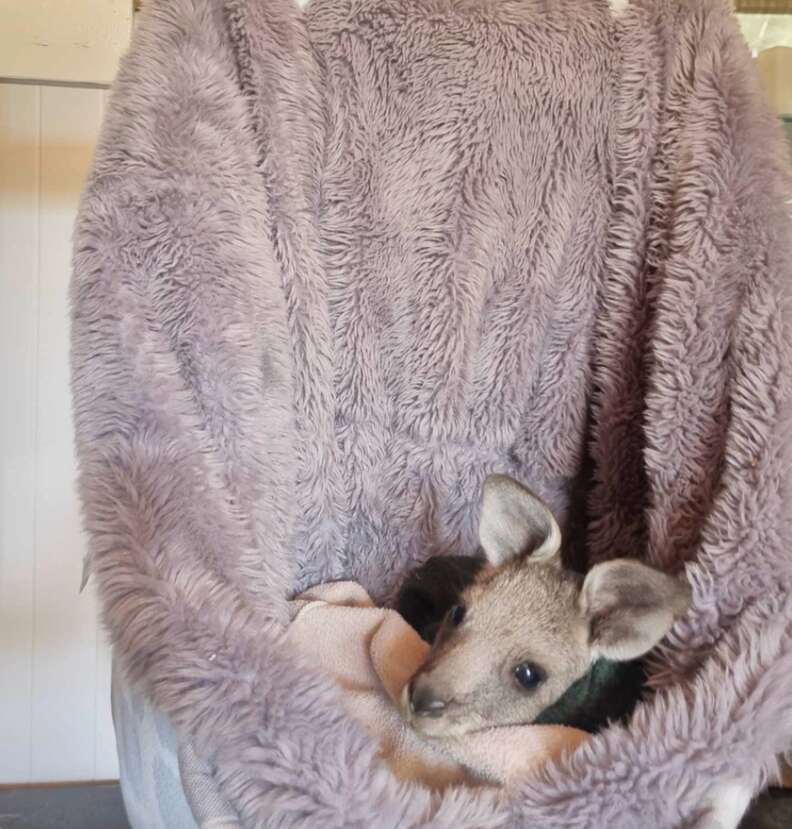 kangaroo in blanket 