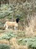 Hiker Calls For Help When He Spots 'Strange-Looking Kangaroo’ In National Park