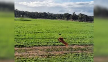 Wild Orphan Shivered In Wet Field — Then Someone Saw His Ears