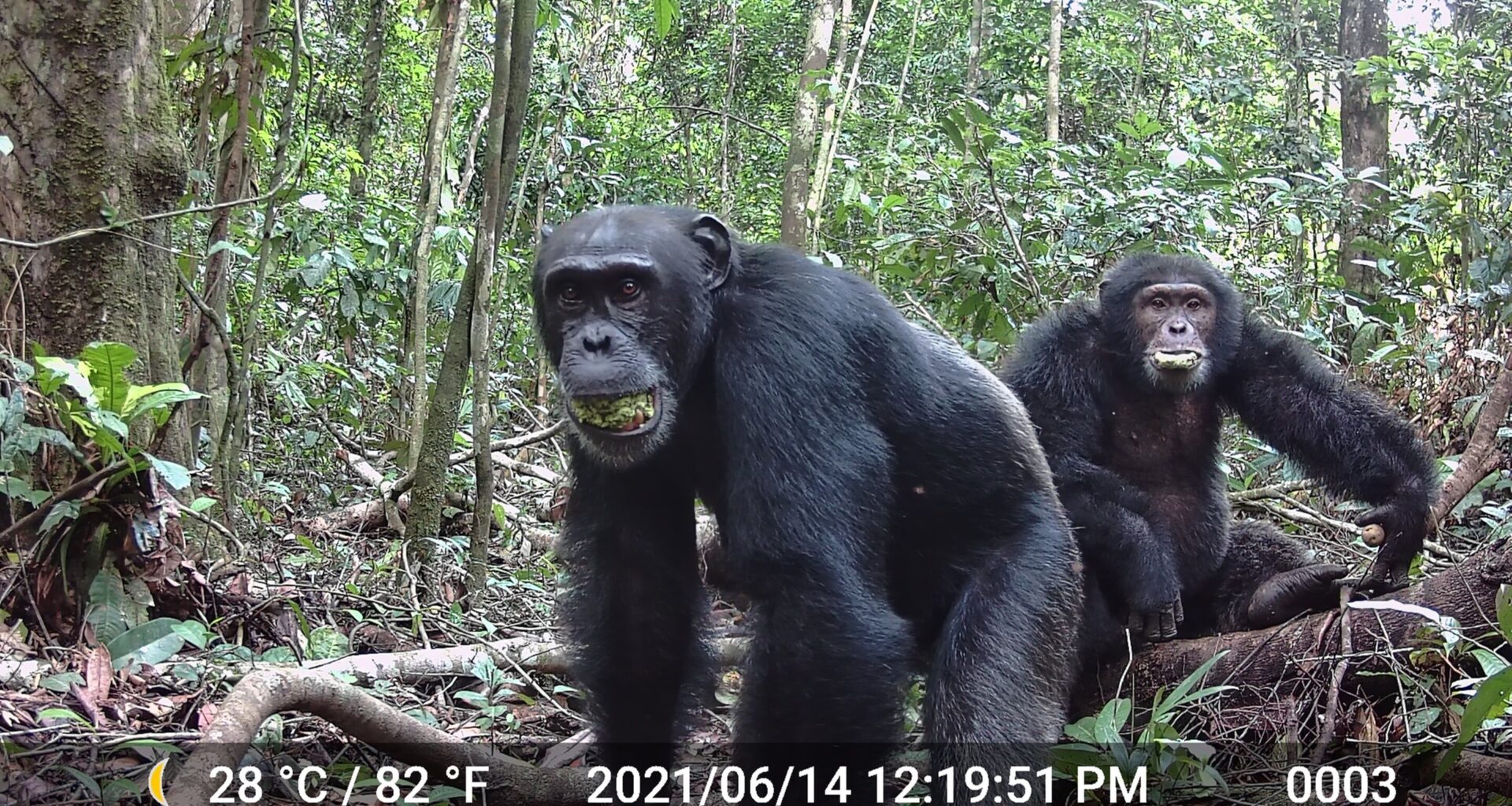 Exercise weight loss explained; chimpanzees like alcohol; auditing quantum computers
