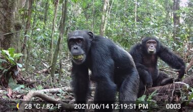 Exercise weight loss explained; chimpanzees like alcohol; auditing quantum computers